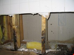 Mold infestations a serious problem in NYC