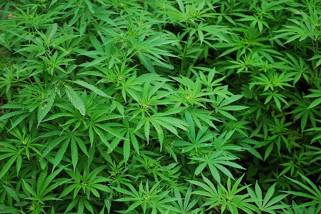 Climate Control Solutions in Grow Rooms Save Cannabis Crops 